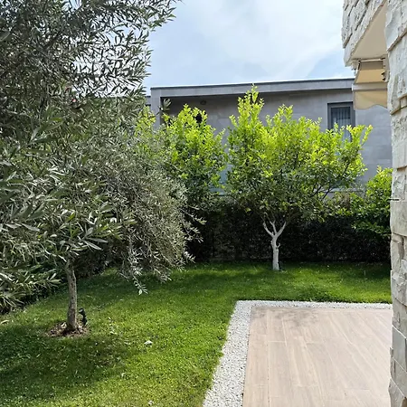 Olea * Gjilek